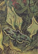 Vincent Van Gogh Death's-Head Moth (nn04) USA oil painting artist
